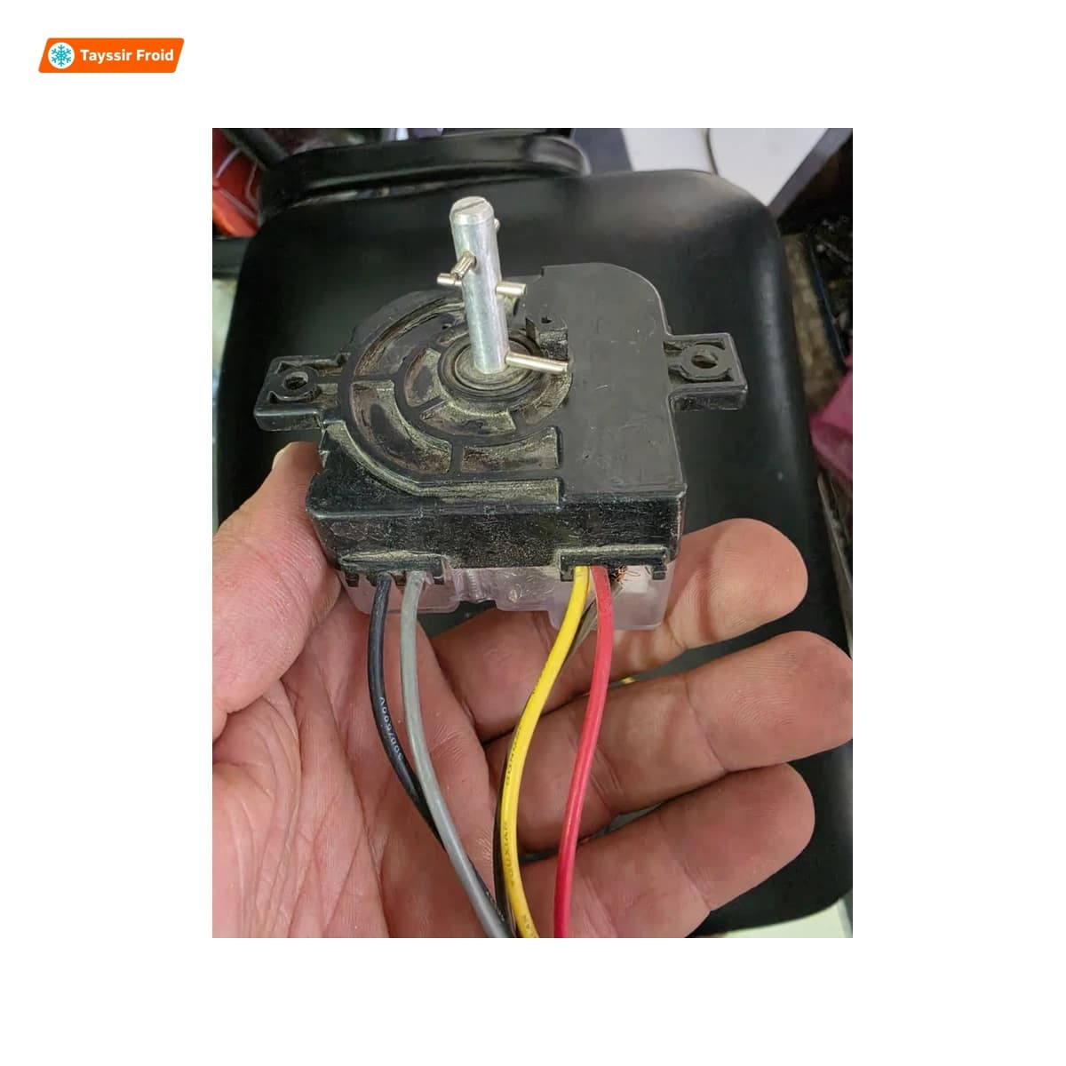 صورة منتري سيرا رأس طويل